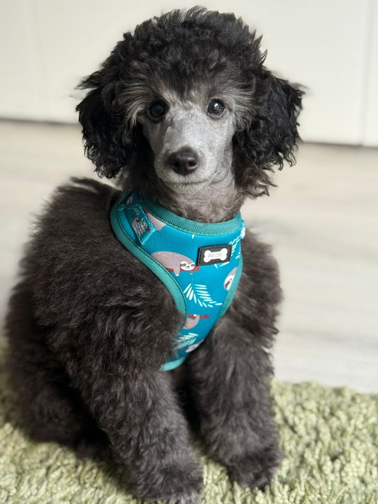 Lazy Sloth Puppy Harness – XXS Size for Tiny Breeds 🦥💚