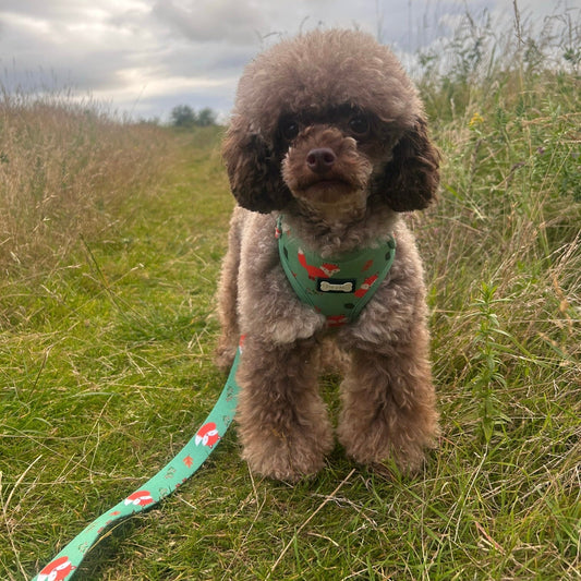 Inquisitive Fox XXS Puppy Harness – Lightweight, Adjustable & Adorably Foxy 🦊
