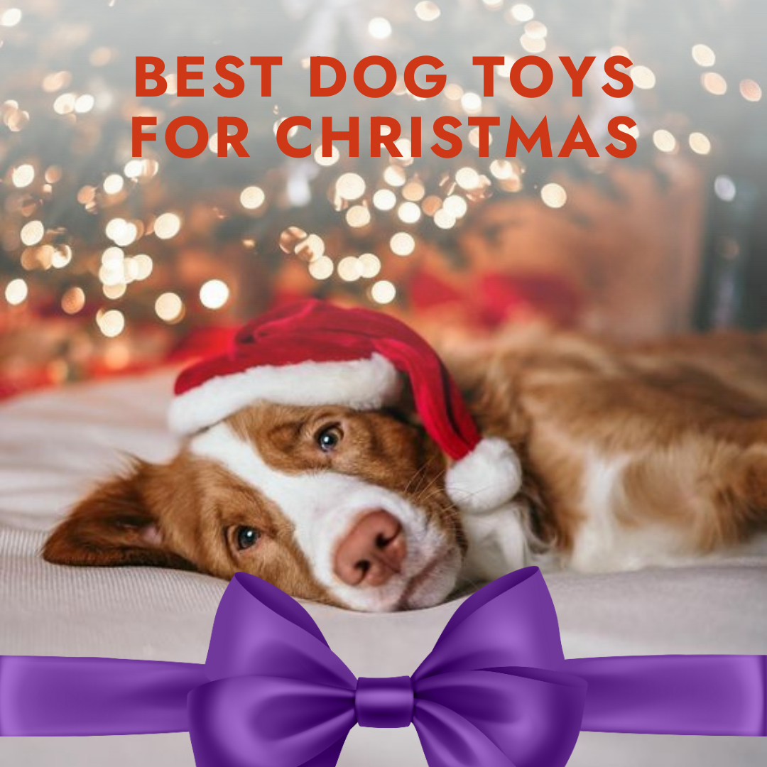 Best Toys to Buy your Dog for Christmas Online Petz Store