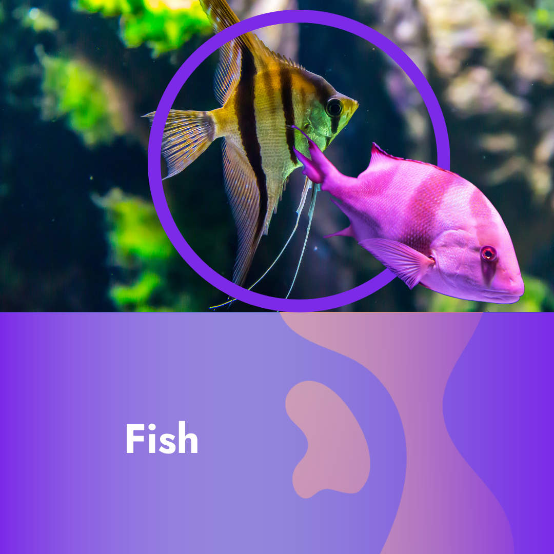 Fish Accessories