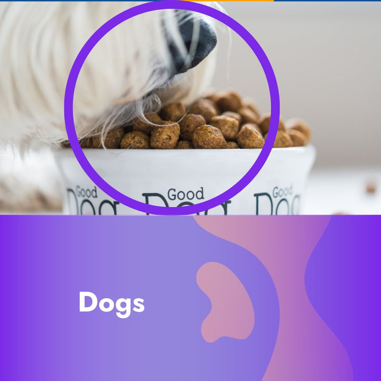 Dog Accessories and Food