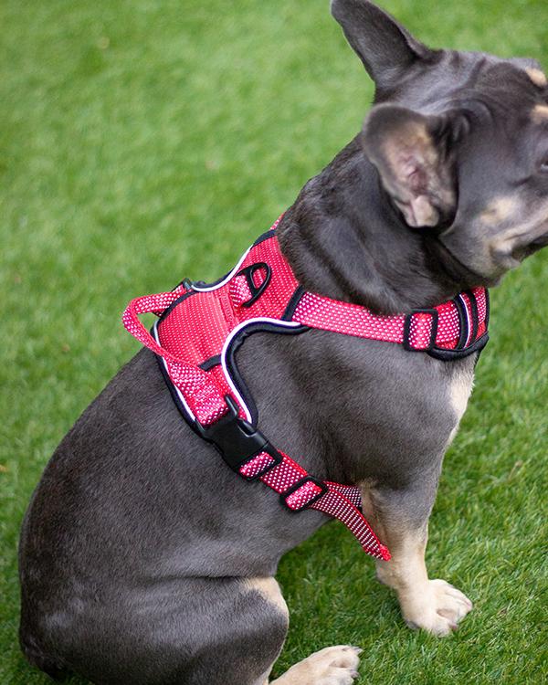 Rosewood Reflective Dog Harness