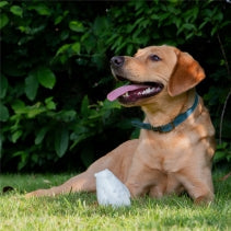 Ancol Ice Paws Olwen Ice Bear – Freezable Cooling Dog Toy