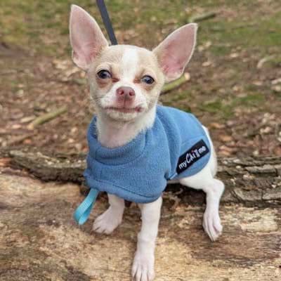 Tiny Toastie Water Repellent Fleece Dog Coat by My Chi and Me Dusky Blue