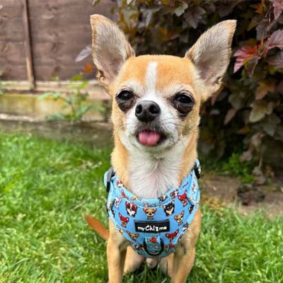 Blue Chihuahua Print Exclusive Small Dog Harness by My Chi and Me
