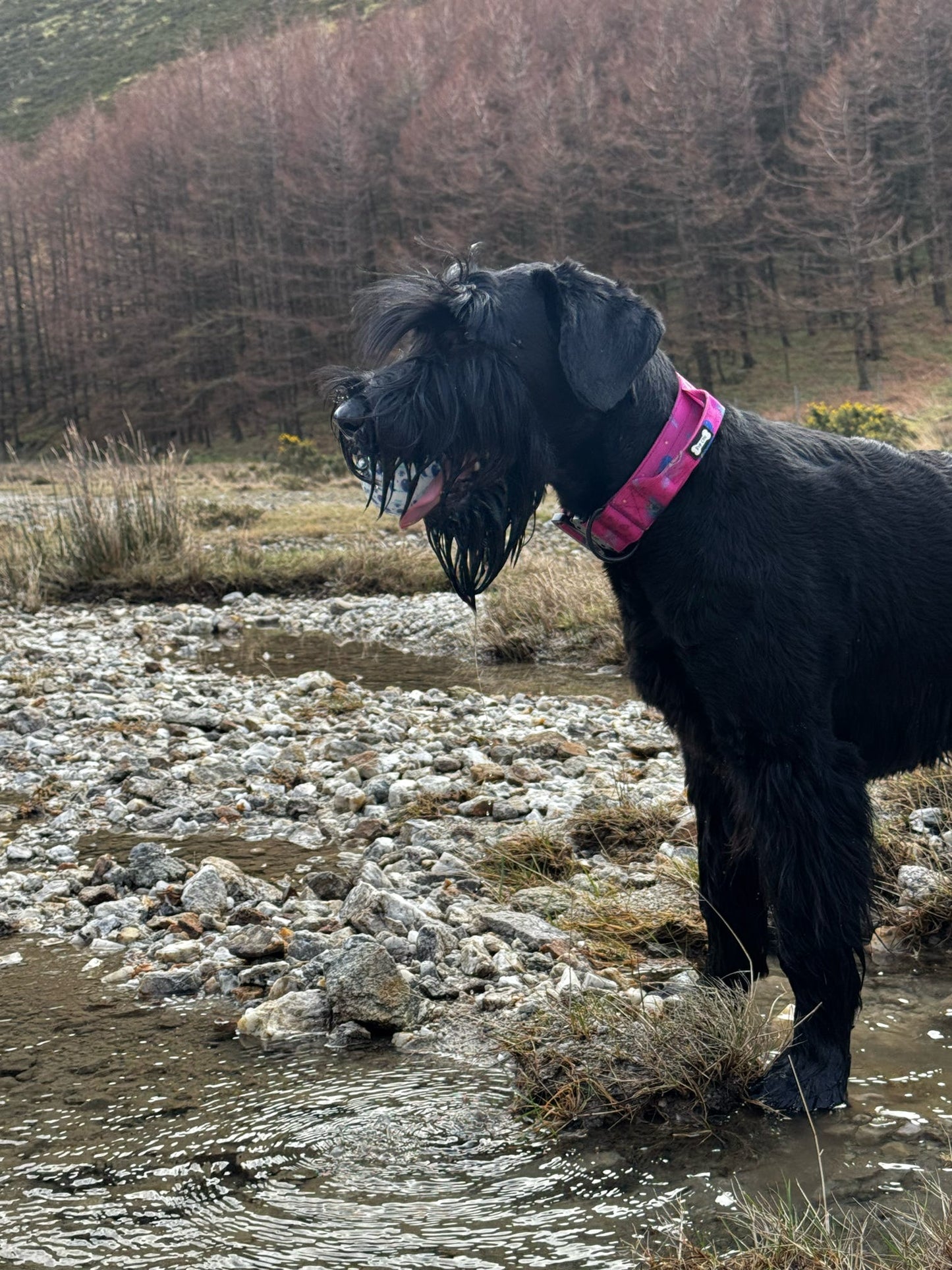 Peacock Power Tactical Dog Collar with Handle – Stylish & Strong for Large Dogs