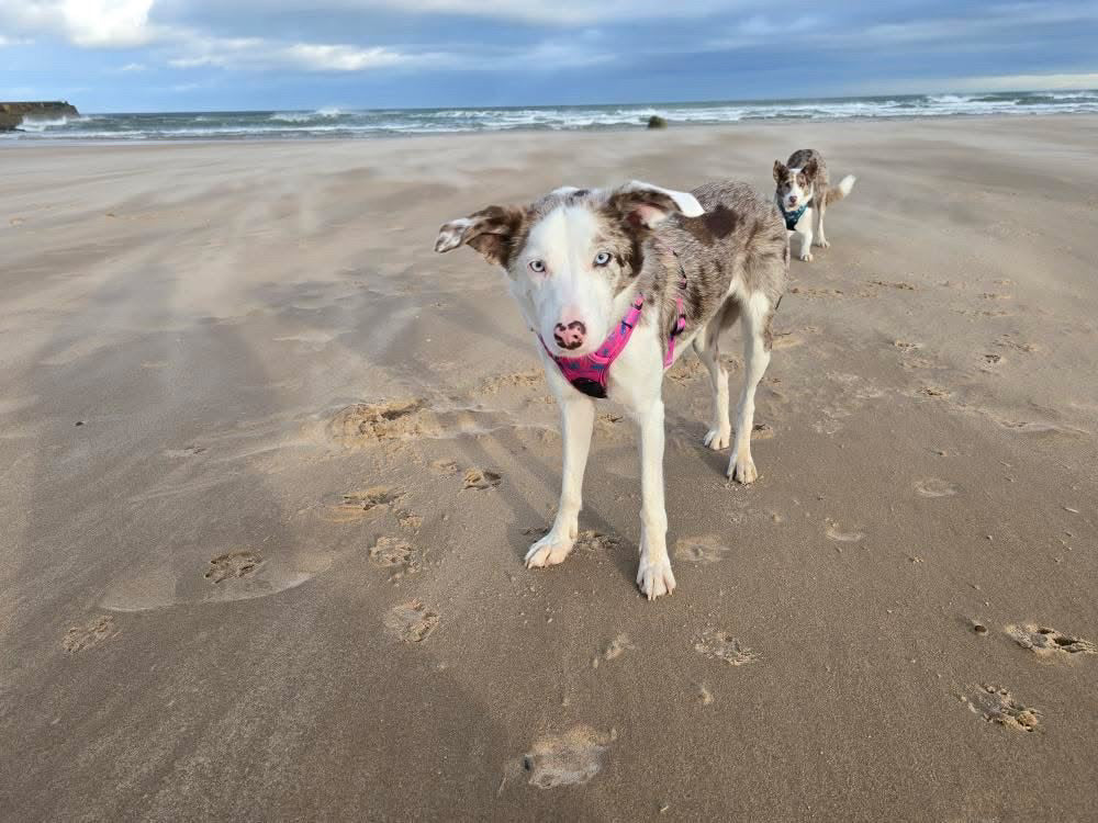 Peacock Power No Pull Tactical Dog Harness – Pink Peacock Feather Print, Adjustable, Step-In (Small-XL)