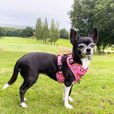 Signature Pink Chihuahua Print Exclusive Small Dog Harness by My Chi and Me