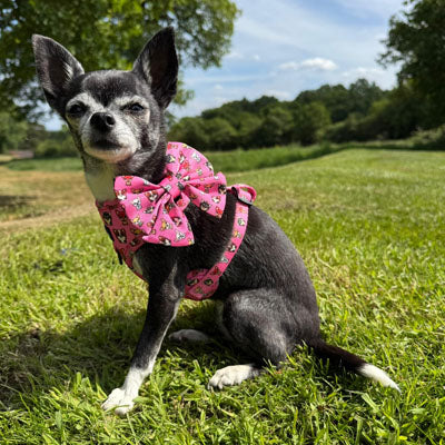 Signature Pink Chihuahua Print Exclusive Small Dog Harness by My Chi and Me