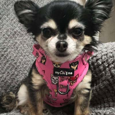Signature Pink Chihuahua Print Exclusive Small Dog Harness by My Chi and Me