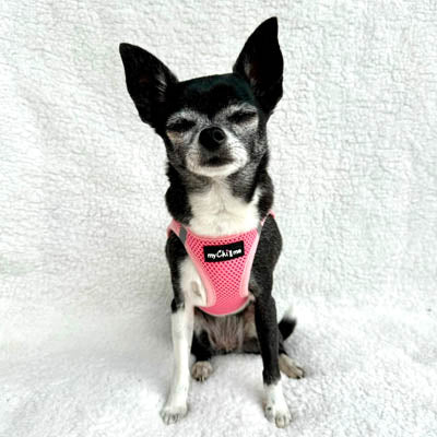 Tiny Trails Step In Air Mesh Puppy and Small Dog Harness Pink