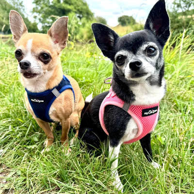 Tiny Trails Step In Air Mesh Puppy and Small Dog Harness Navy