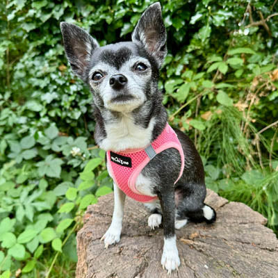 Tiny Trails Step In Air Mesh Puppy and Small Dog Harness Pink