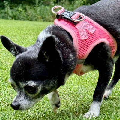 Tiny Trails Step In Air Mesh Puppy and Small Dog Harness Pink