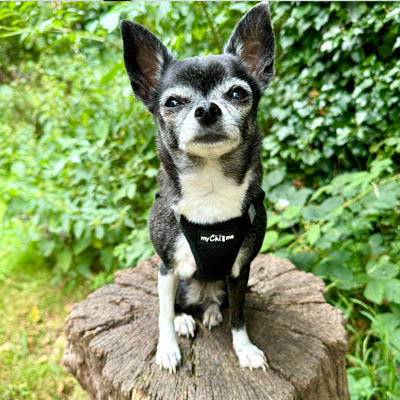 Tiny Trails Step In Air Mesh Puppy and Small Dog Harness Black