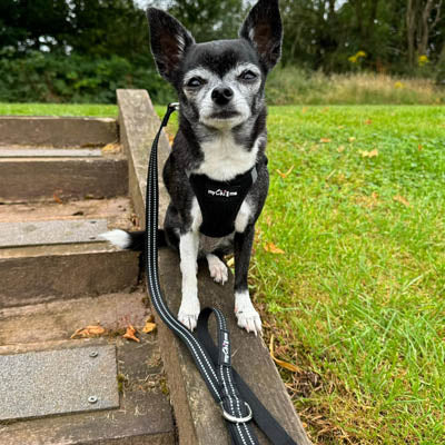 Tiny Trails Step In Air Mesh Puppy and Small Dog Harness Black