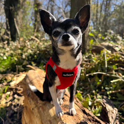 Tiny Trails Step In Air Mesh Puppy and Small Dog Harness Red