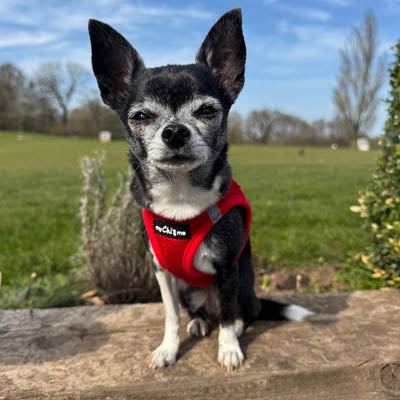 Tiny Trails Step In Air Mesh Puppy and Small Dog Harness Red