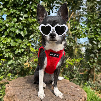 Tiny Trails Step In Air Mesh Puppy and Small Dog Harness Red