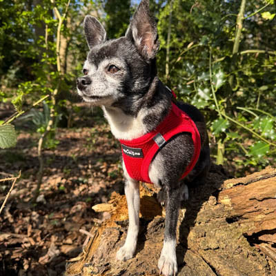 Tiny Trails Step In Air Mesh Puppy and Small Dog Harness Red