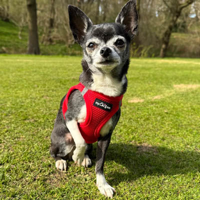 Tiny Trails Step In Air Mesh Puppy and Small Dog Harness Red