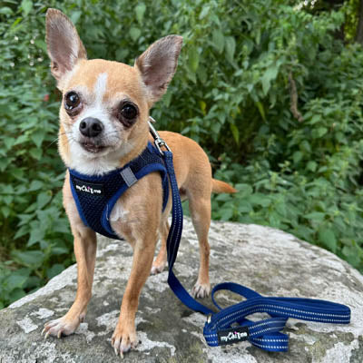 Tiny Trails Step In Air Mesh Puppy and Small Dog Harness Navy