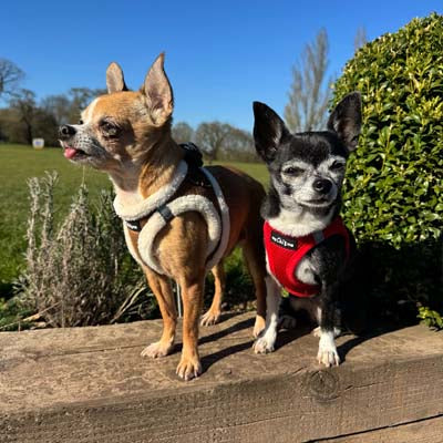 Tiny Trails Step In Air Mesh Puppy and Small Dog Harness Red