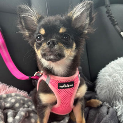 Tiny Trails Step In Air Mesh Puppy and Small Dog Harness Pink