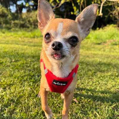 Tiny Trails Step In Air Mesh Puppy and Small Dog Harness Red
