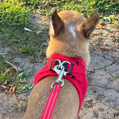 Tiny Trails Step In Air Mesh Puppy and Small Dog Harness Red