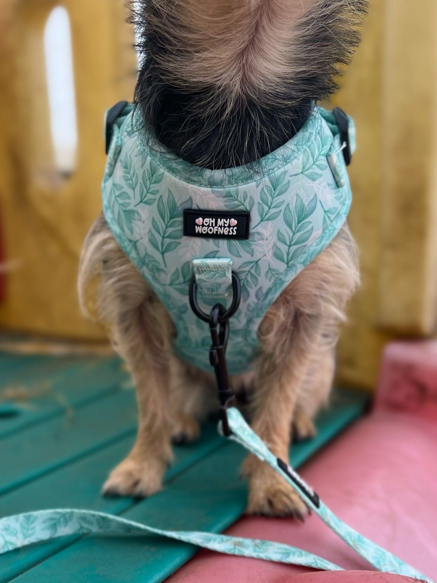 Willow Wanders Harness