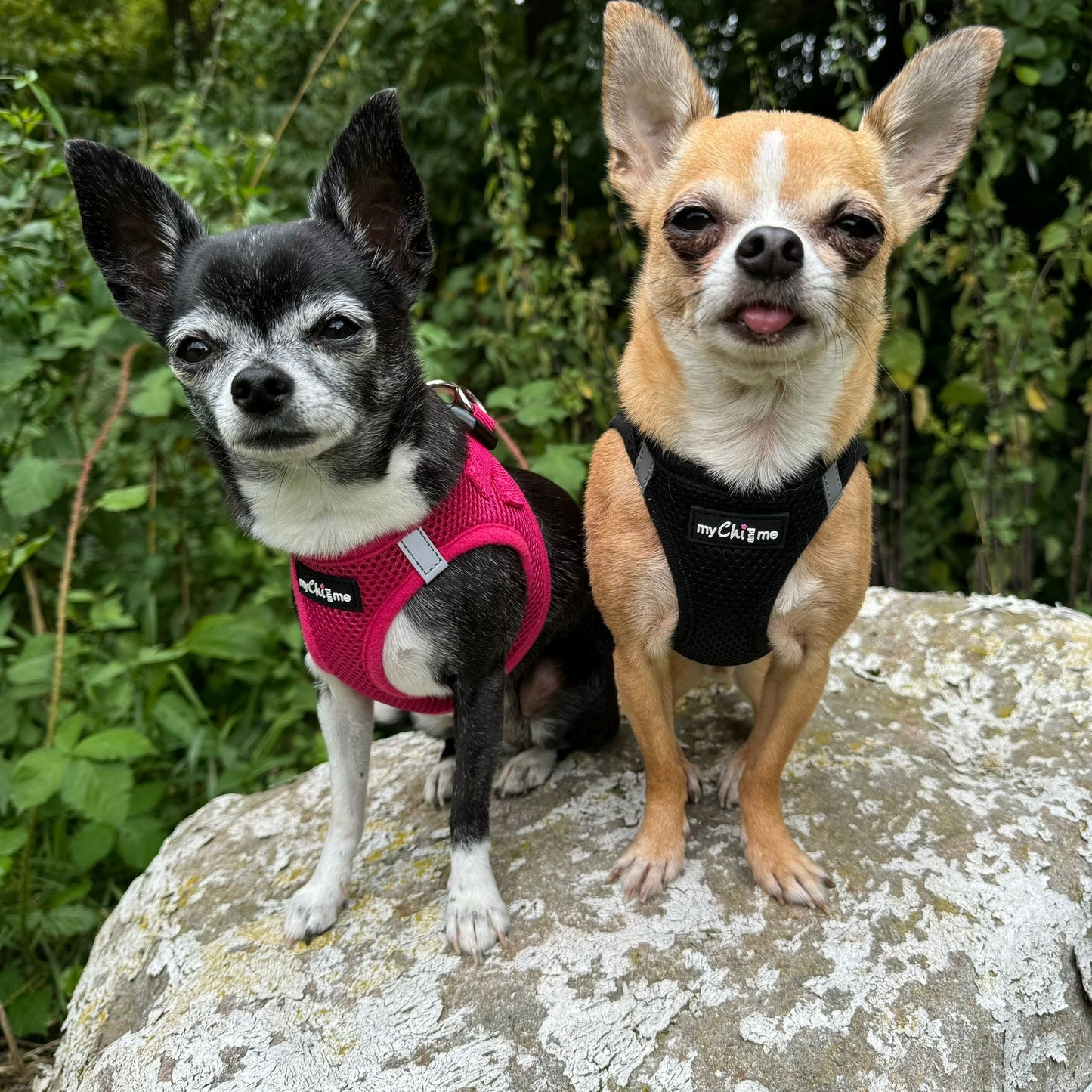 Tiny Trails Step In Air Mesh Puppy and Small Dog Harness Black
