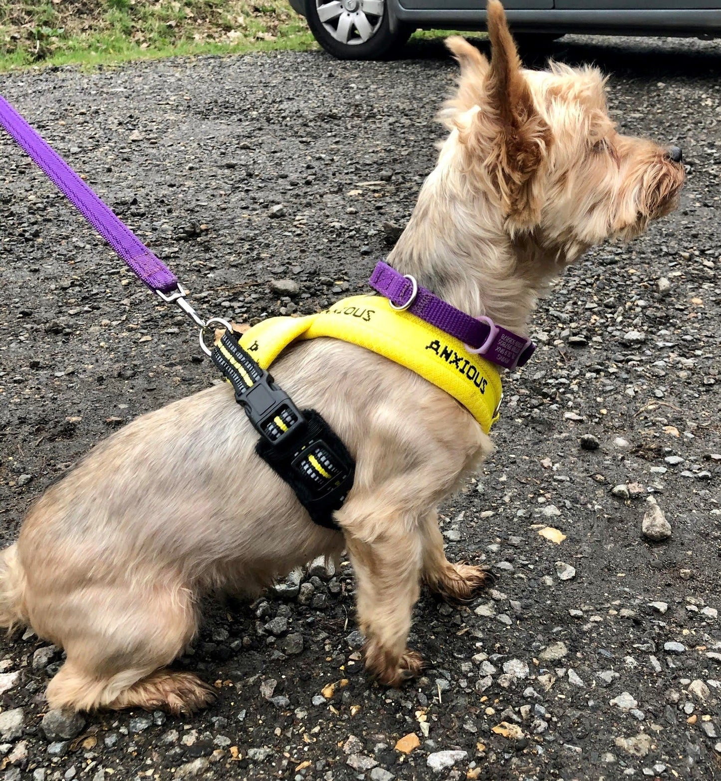 Yellow Padded Harness