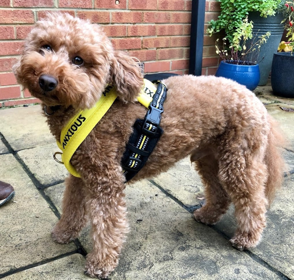 Yellow Padded Harness