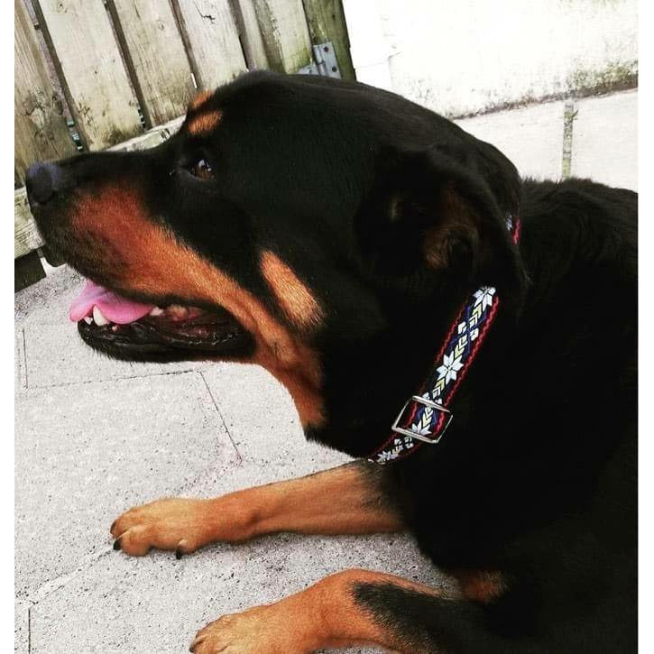 Durable Designer Dog Collar