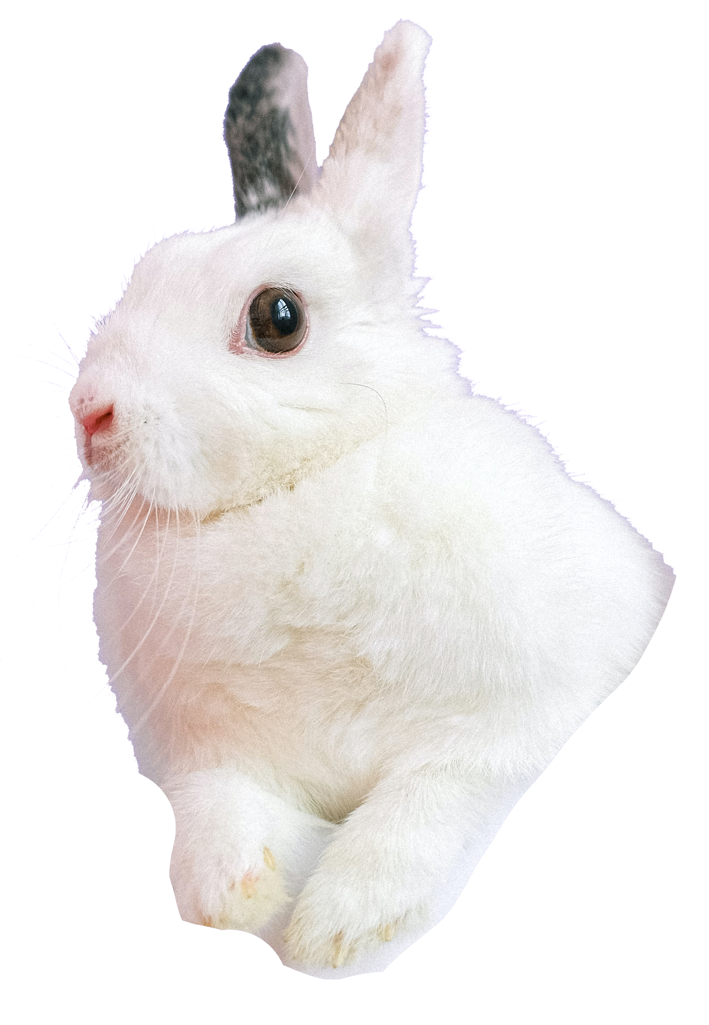 Twitch Rabbit Nuggets